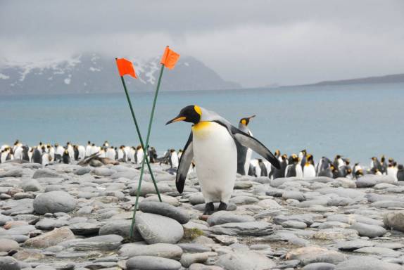 O que significa isso??? (em Salisbury Plain, na Geórgia do Sul)